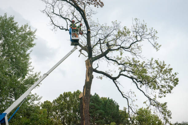 Best Palm Tree Trimming  in Turpin Hills, OH